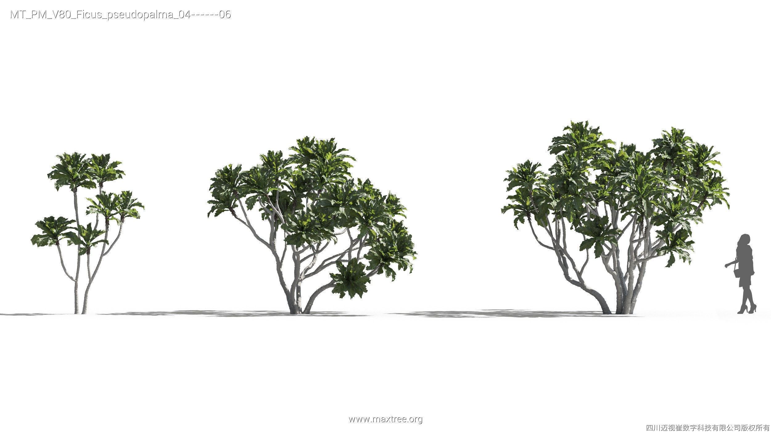 Maxtree Plant Models Vol 80 - Mesh 3D model_18