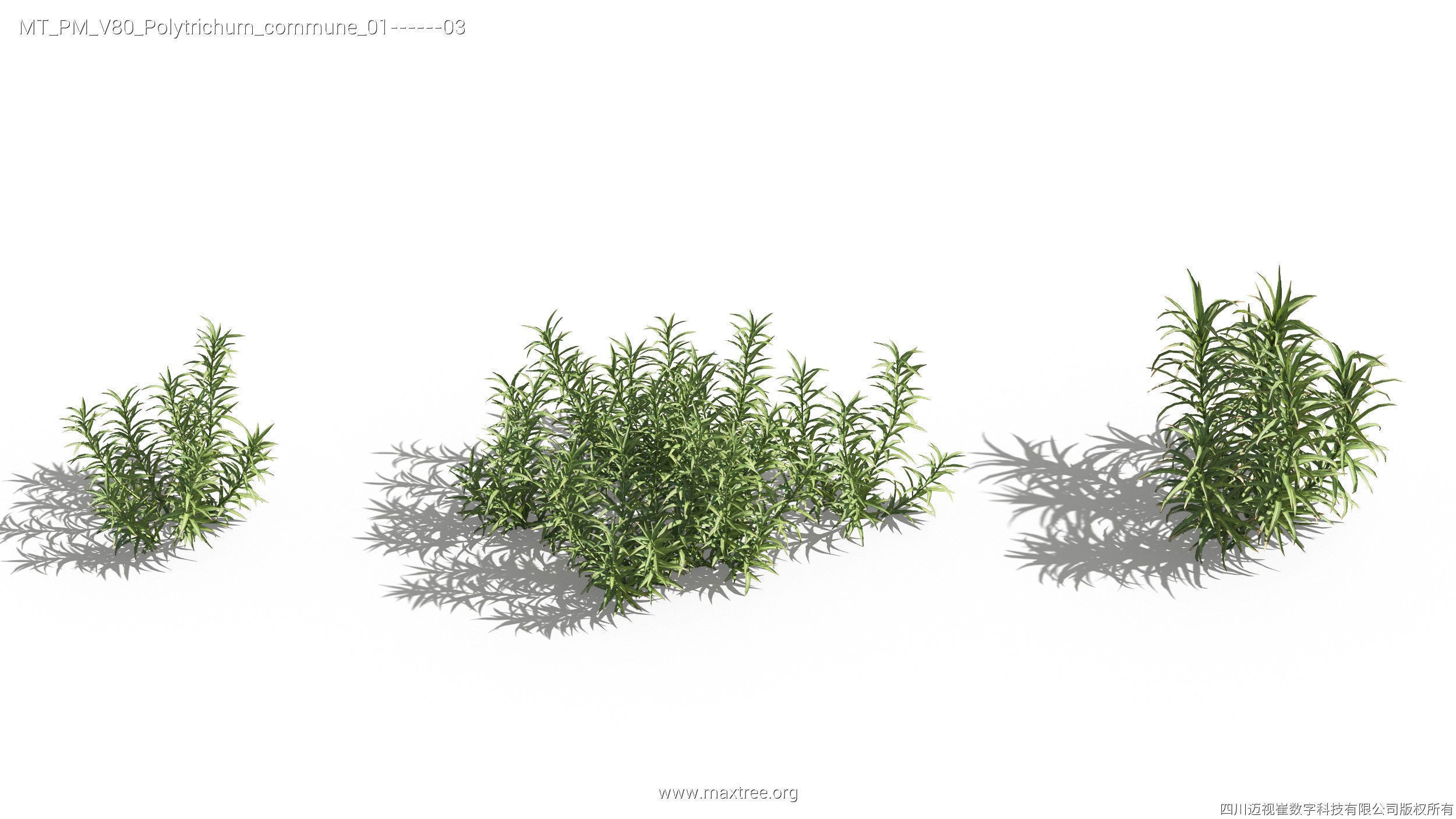 Maxtree Plant Models Vol 80 - Mesh 3D model_21