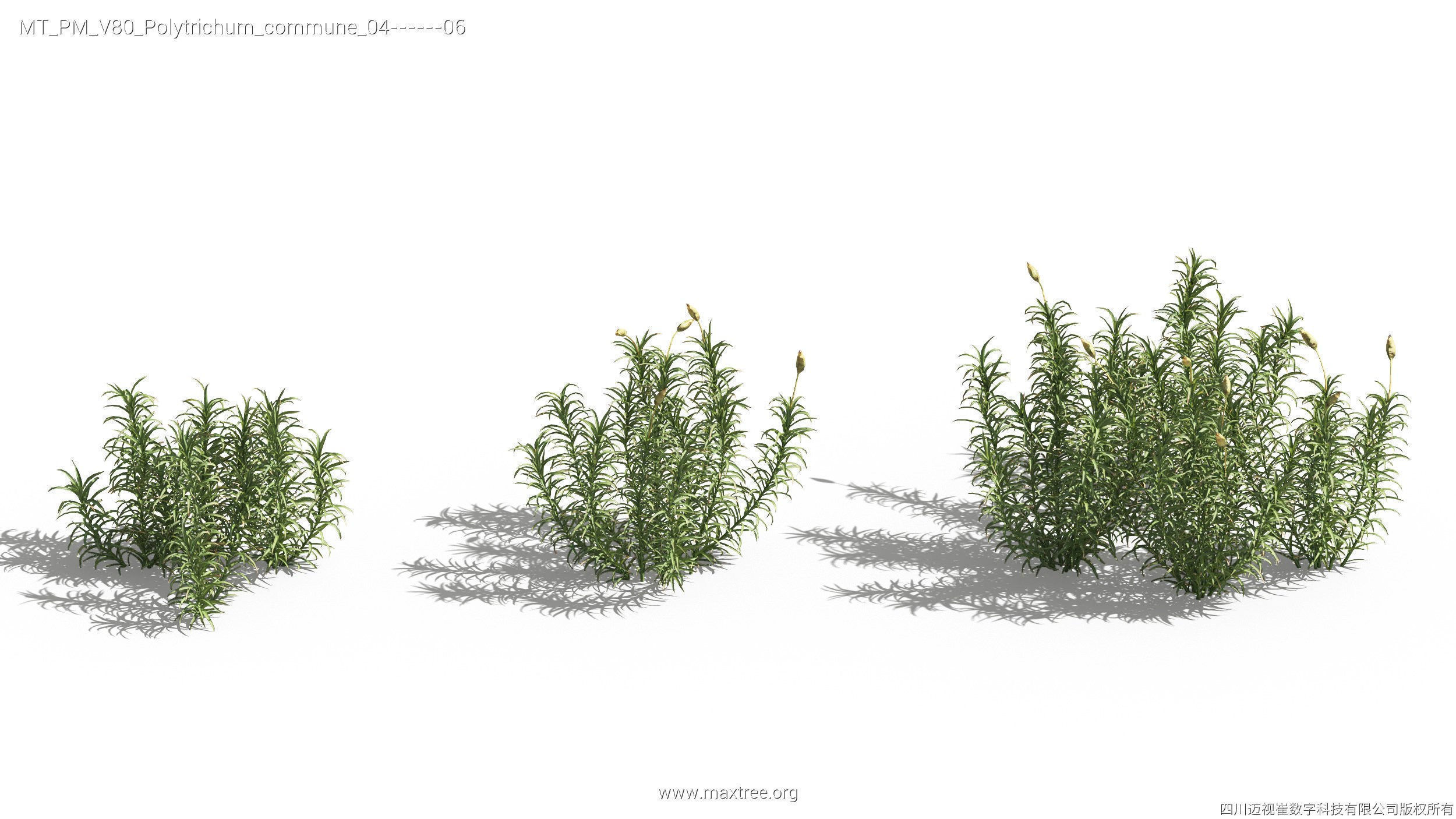 Maxtree Plant Models Vol 80 - Mesh 3D model_22