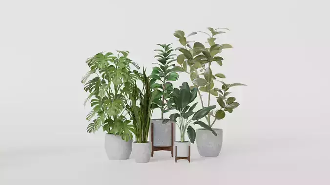 Pots with Plants