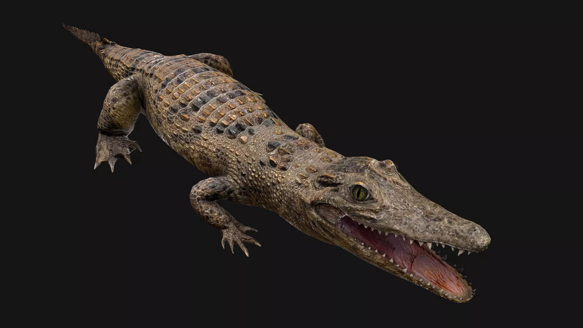 Crocodile Low-poly 3D model