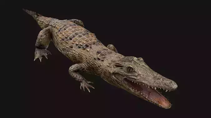Crocodile