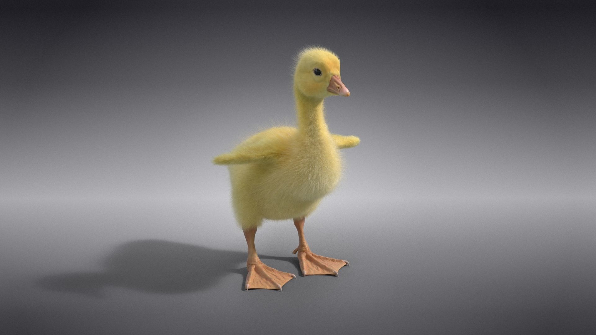 Little Goose Animation VFX Grace 3D model_14