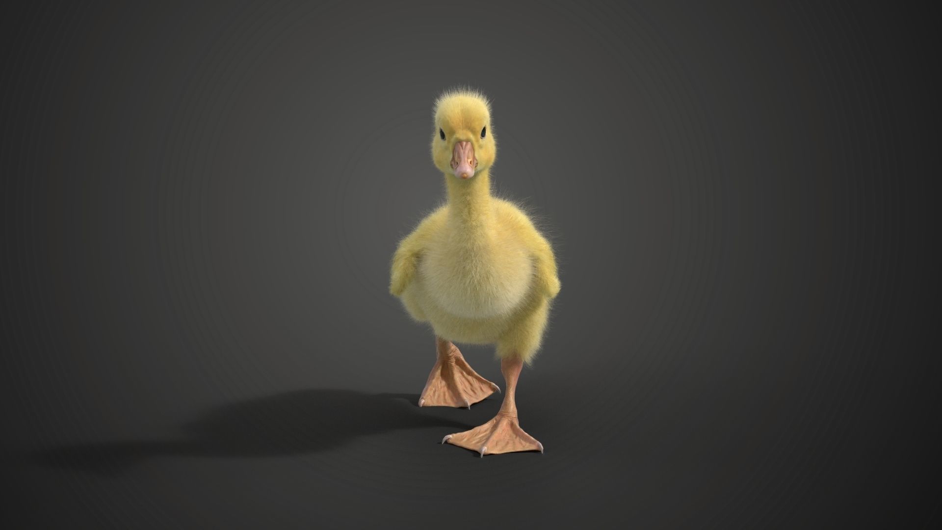 Little Goose Animation VFX Grace 3D model_11