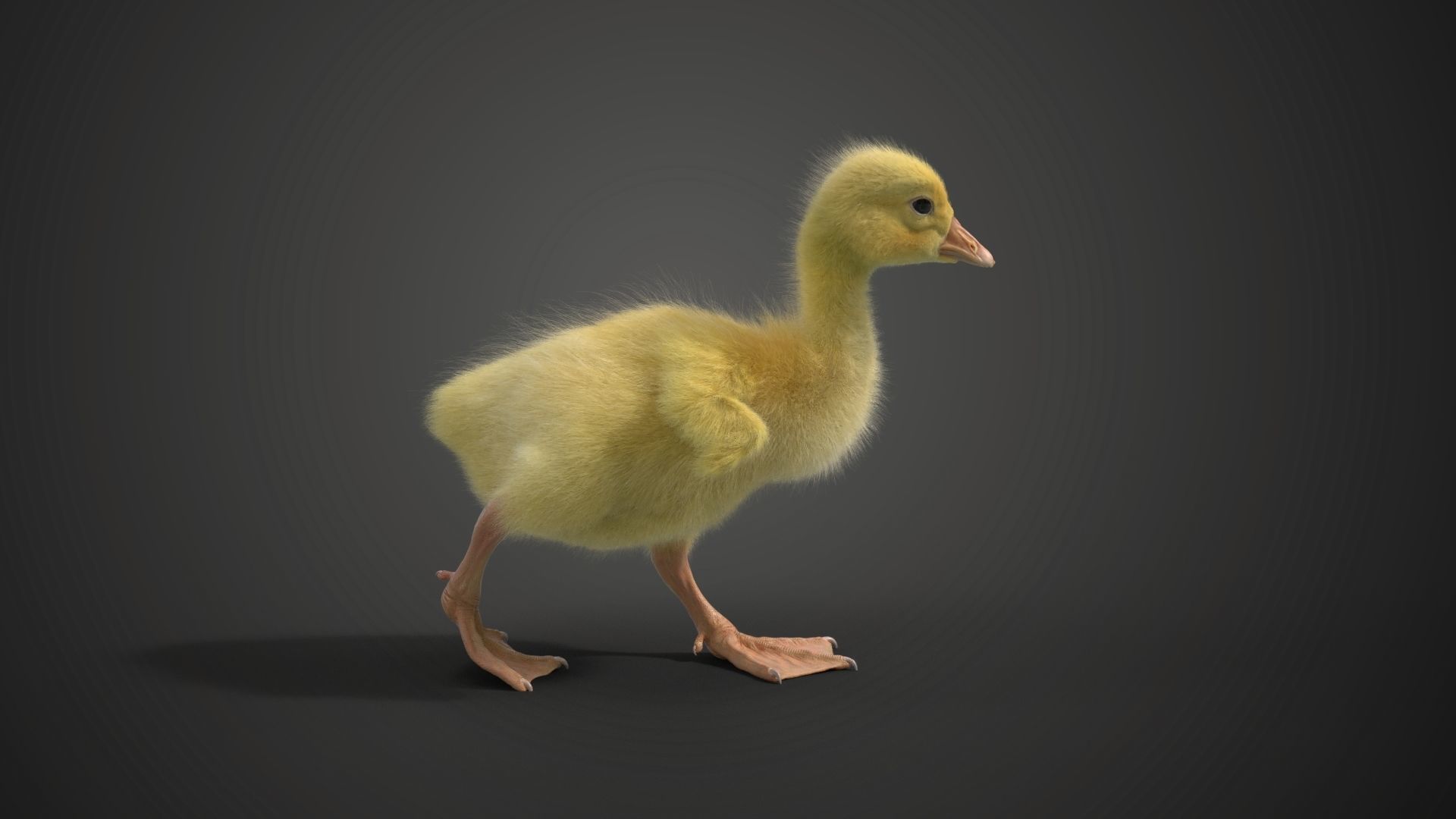 Little Goose Animation VFX Grace 3D model_10