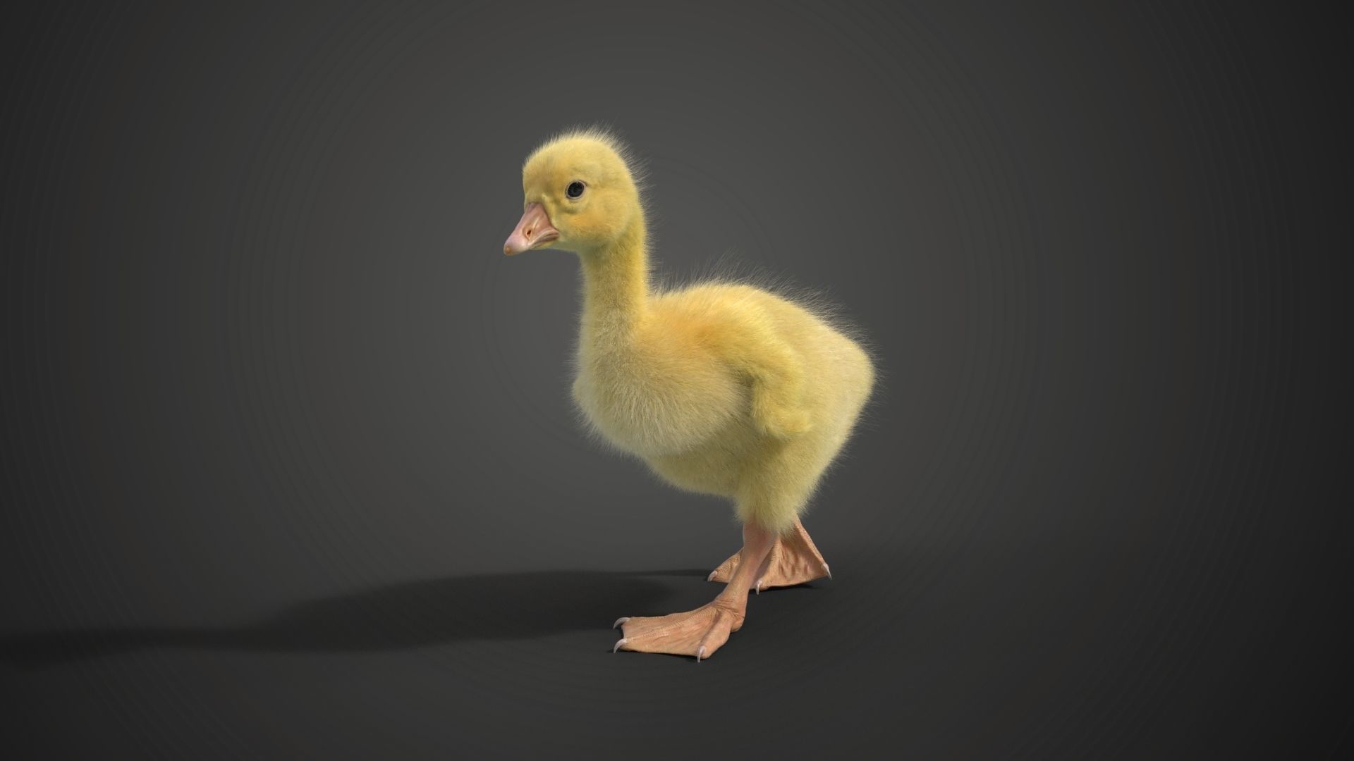 Little Goose Animation VFX Grace 3D model_9