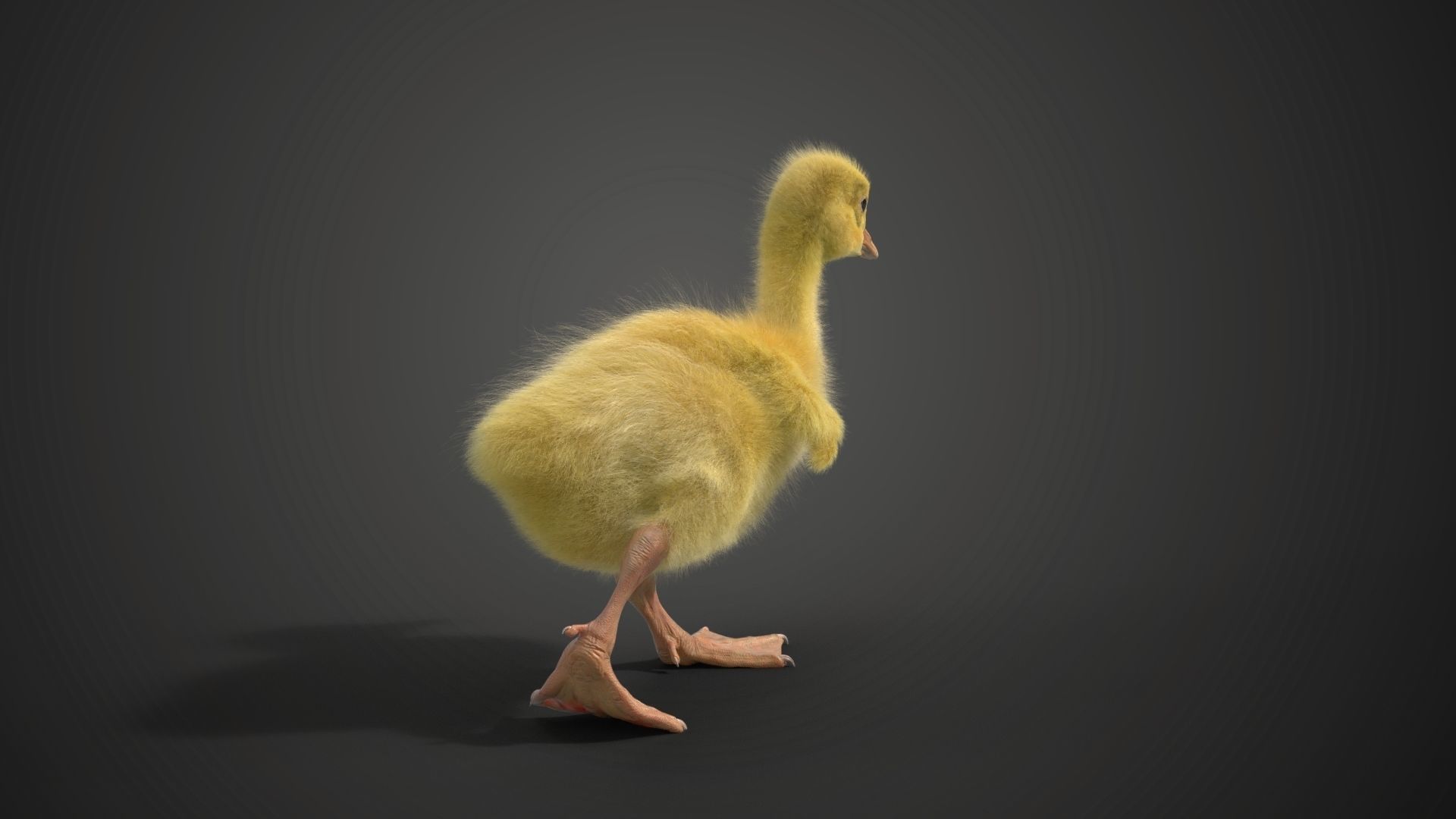 Little Goose Animation VFX Grace 3D model_12