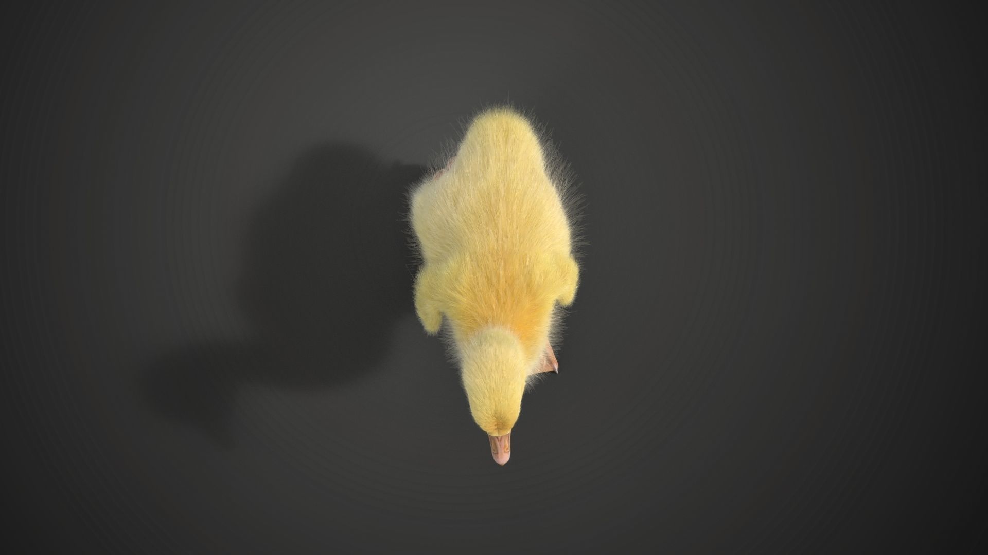 Little Goose Animation VFX Grace 3D model_13