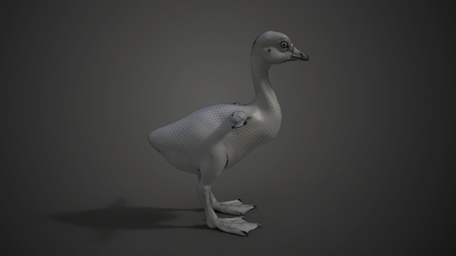 Little Goose Animation VFX Grace 3D model_19