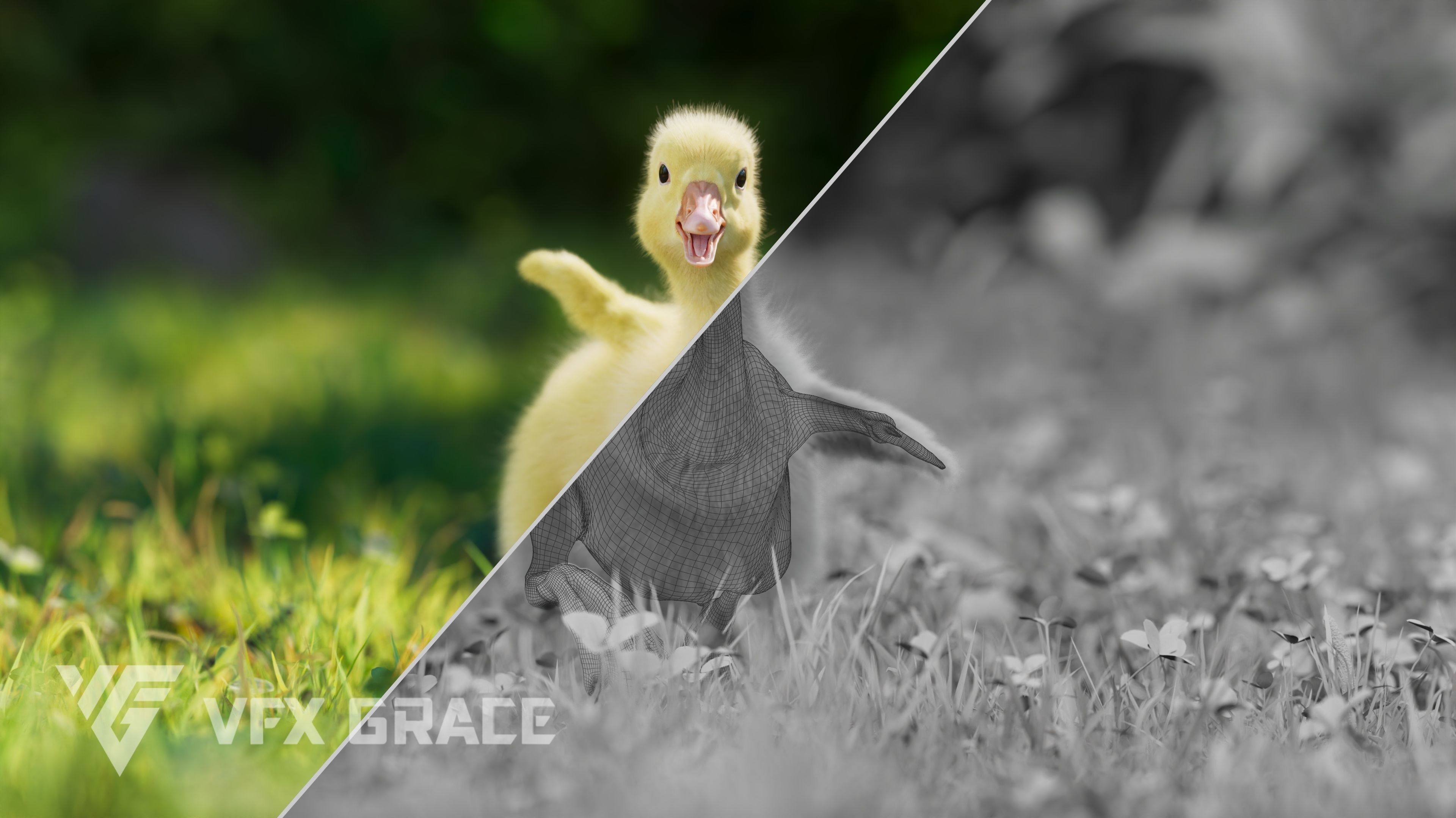 Little Goose Animation VFX Grace 3D model_8
