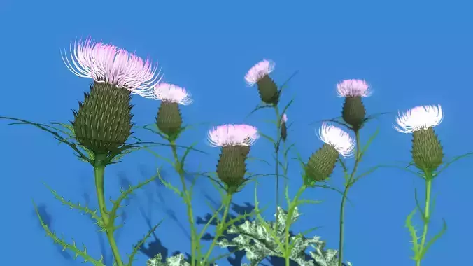 Silybum marianum  Vegetation