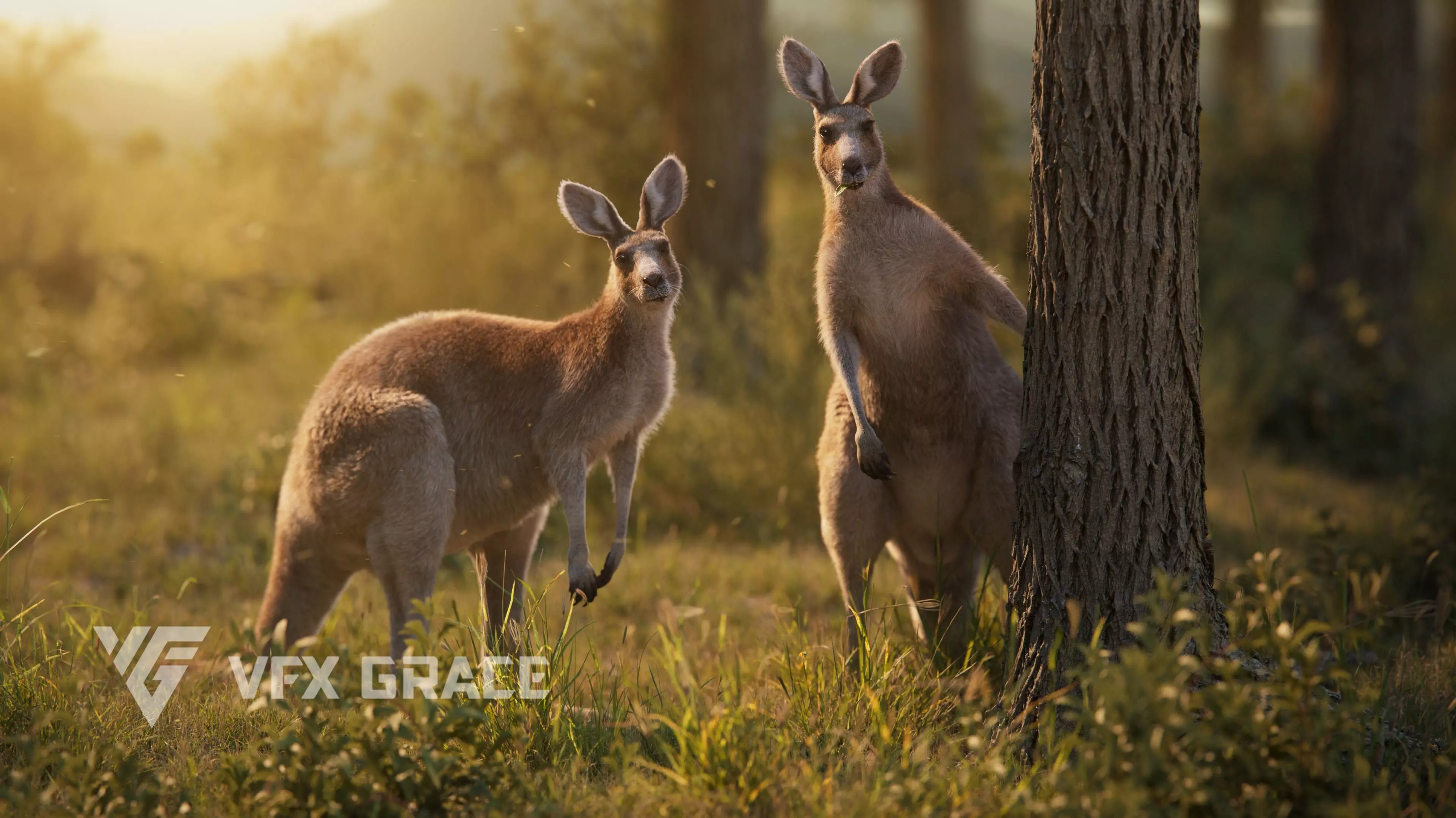 Female Kangaroo Animation VFX Grace 3D model