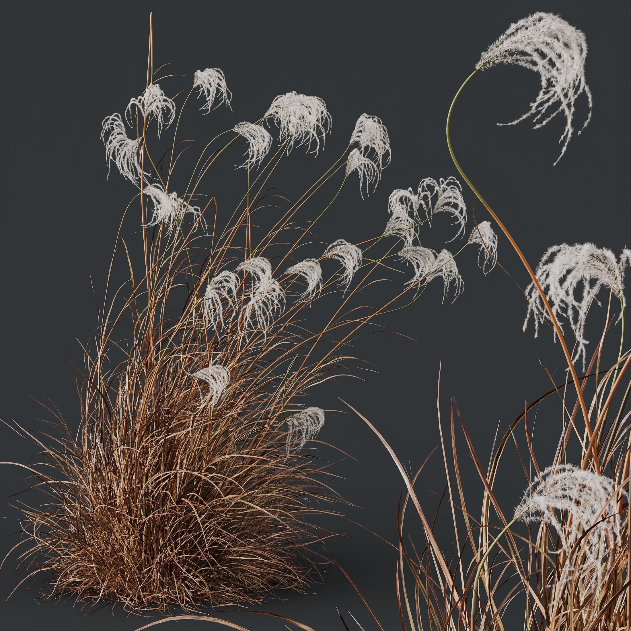 Miscanthus Nepalensis Sinensis Sarabande Adagio Version06 Windy 3D model_2