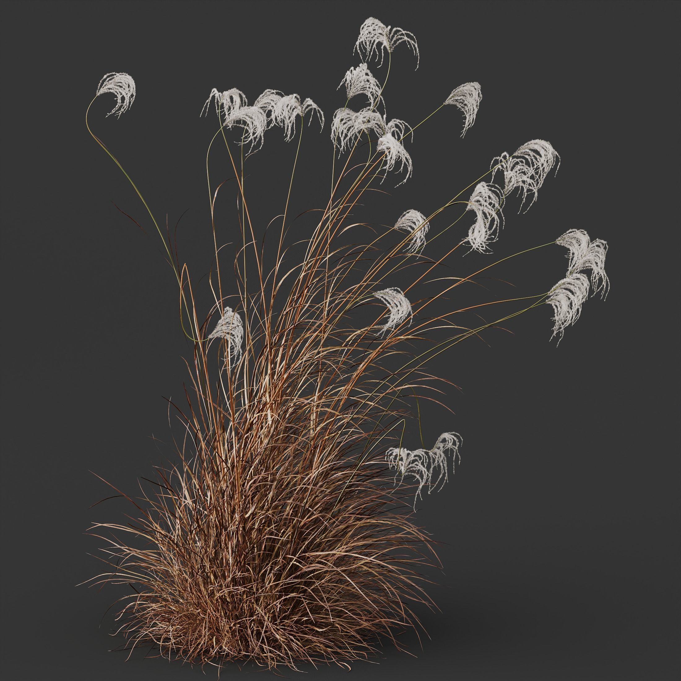 Miscanthus Nepalensis Sinensis Sarabande Adagio Version06 Windy 3D model_1