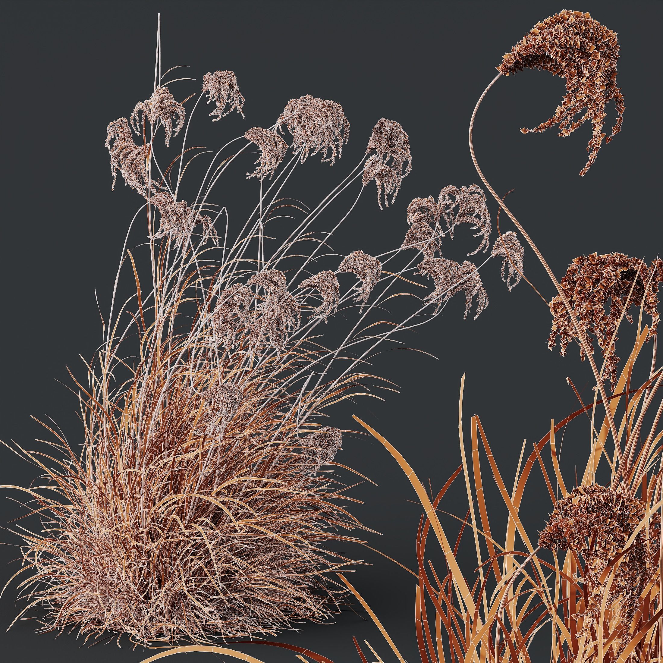 Miscanthus Nepalensis Sinensis Sarabande Adagio Version06 Windy 3D model_4