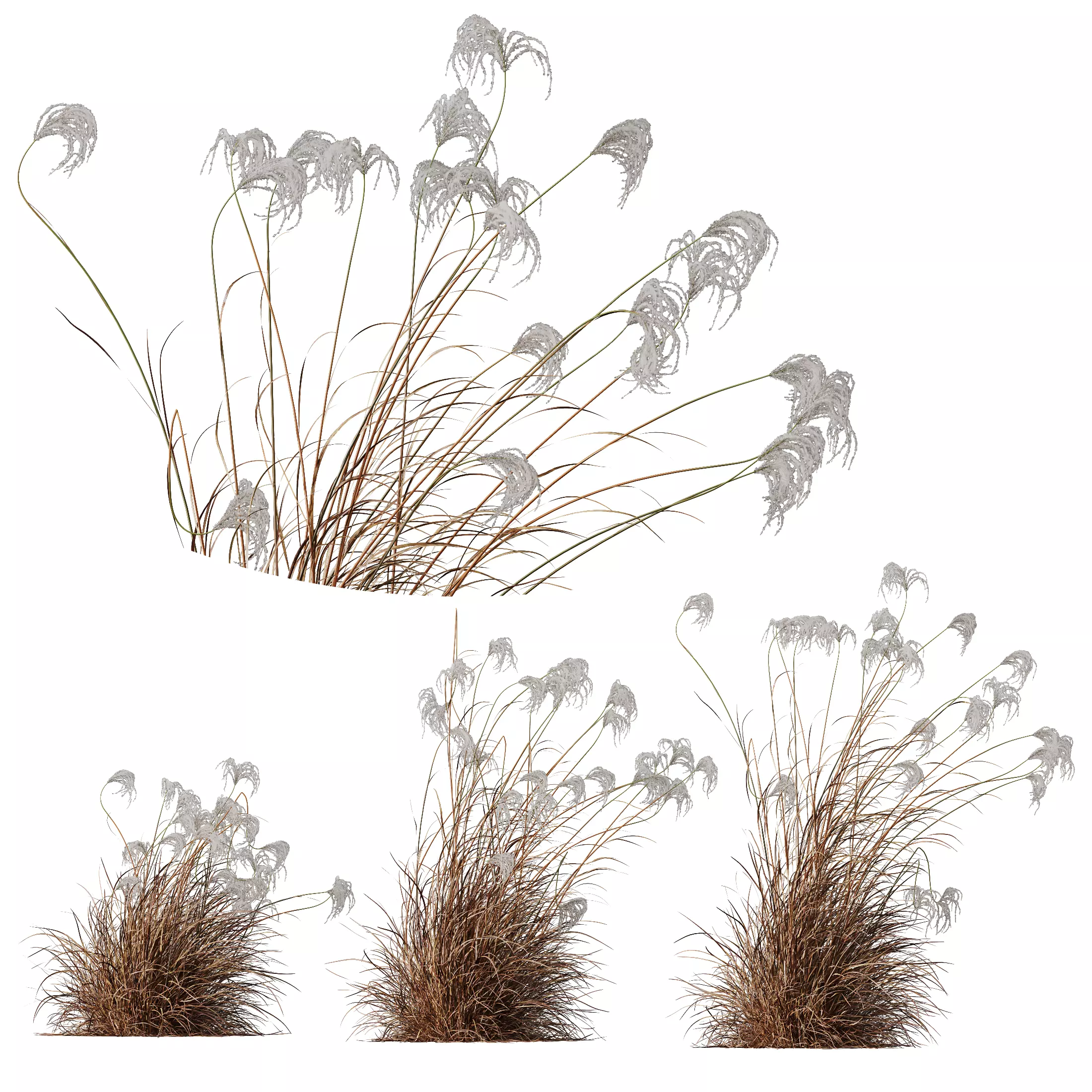 Miscanthus Nepalensis Sinensis Sarabande Adagio Version06 Windy 3D model_0