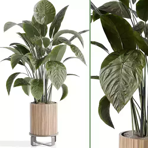 houseplants-indoor 005