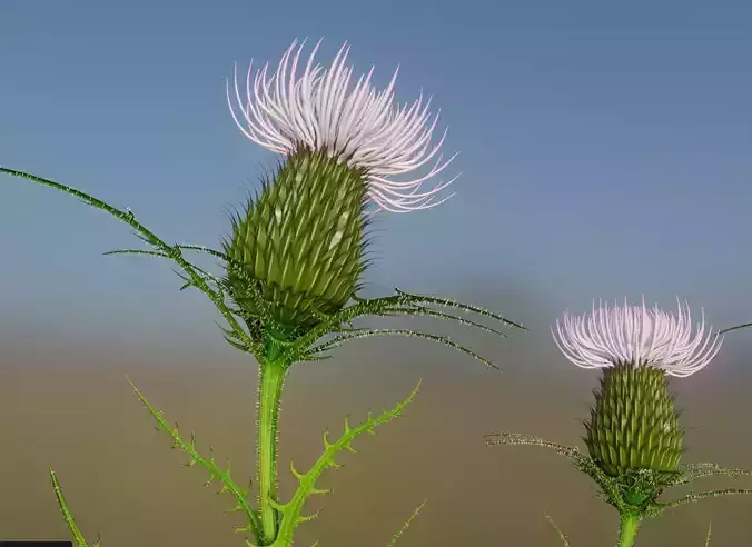 Silybum marianum Vegetation Highpoly