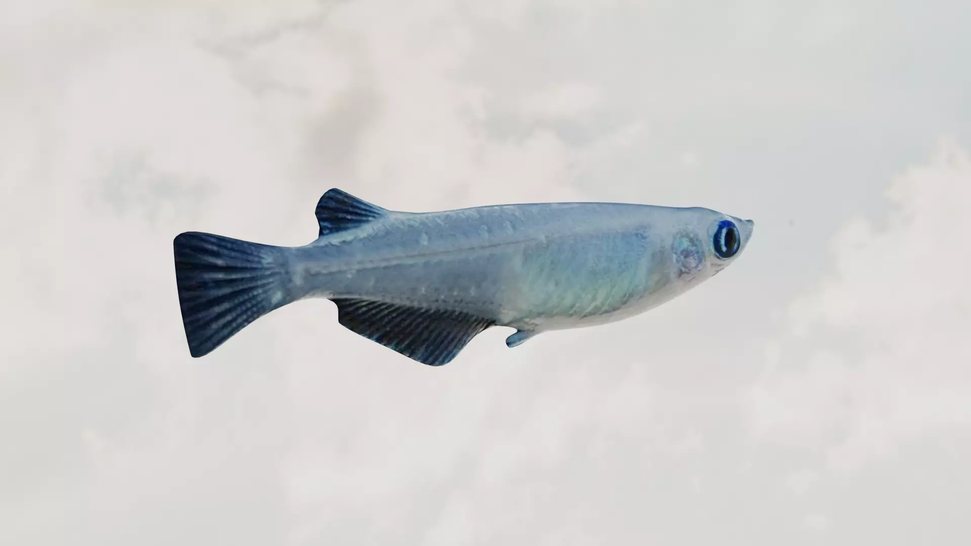 Madeka Fish 3D model_0