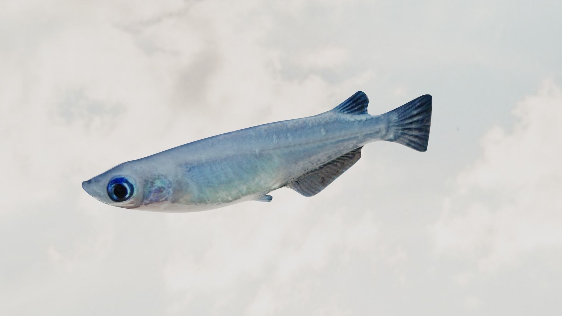 Madeka Fish 3D model_2