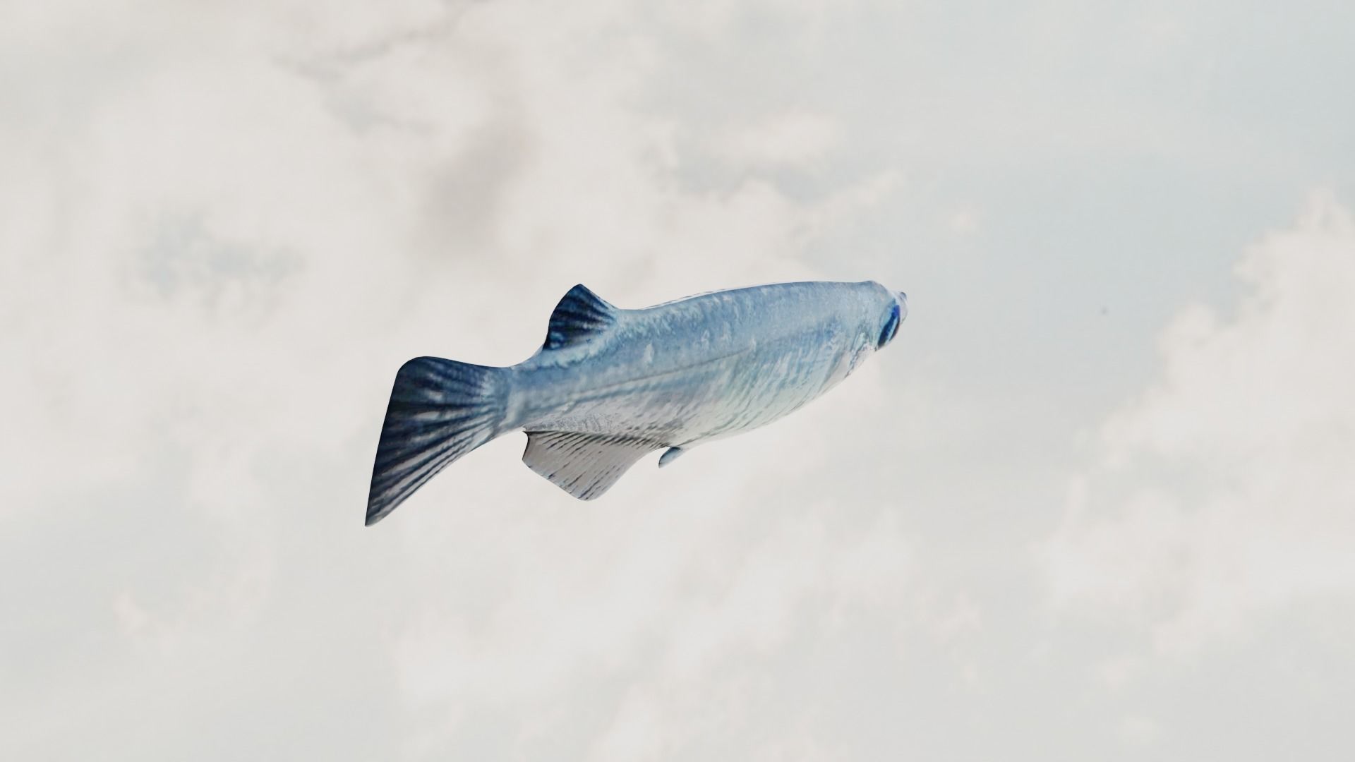 Madeka Fish 3D model_3