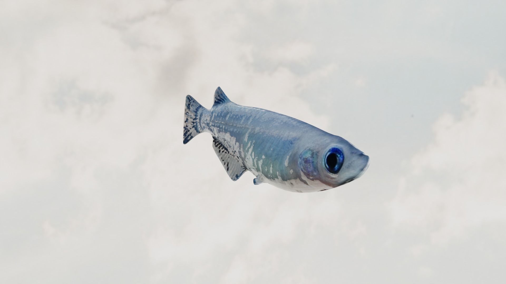 Madeka Fish 3D model_1