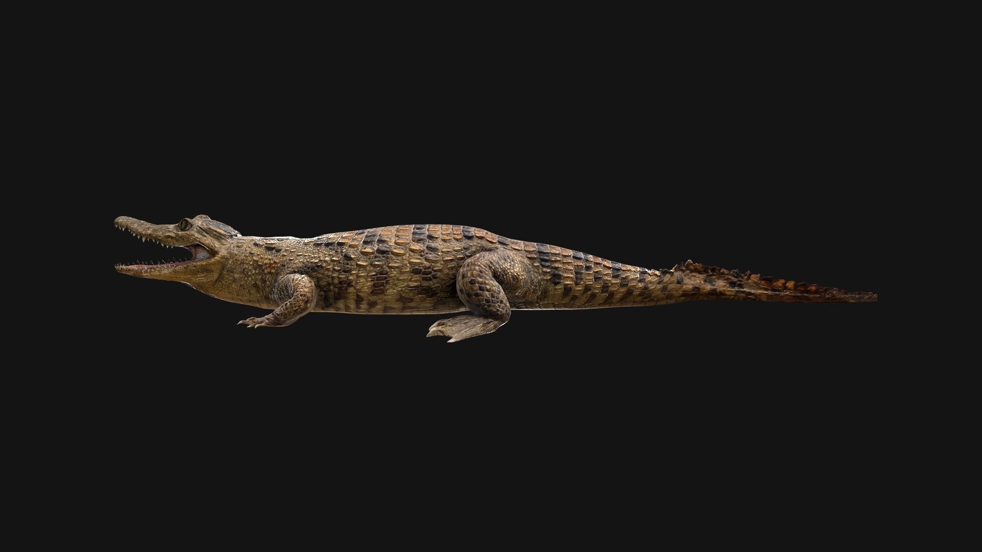 Reptile Crocodile Varan Iguana Low-poly 3D model_16
