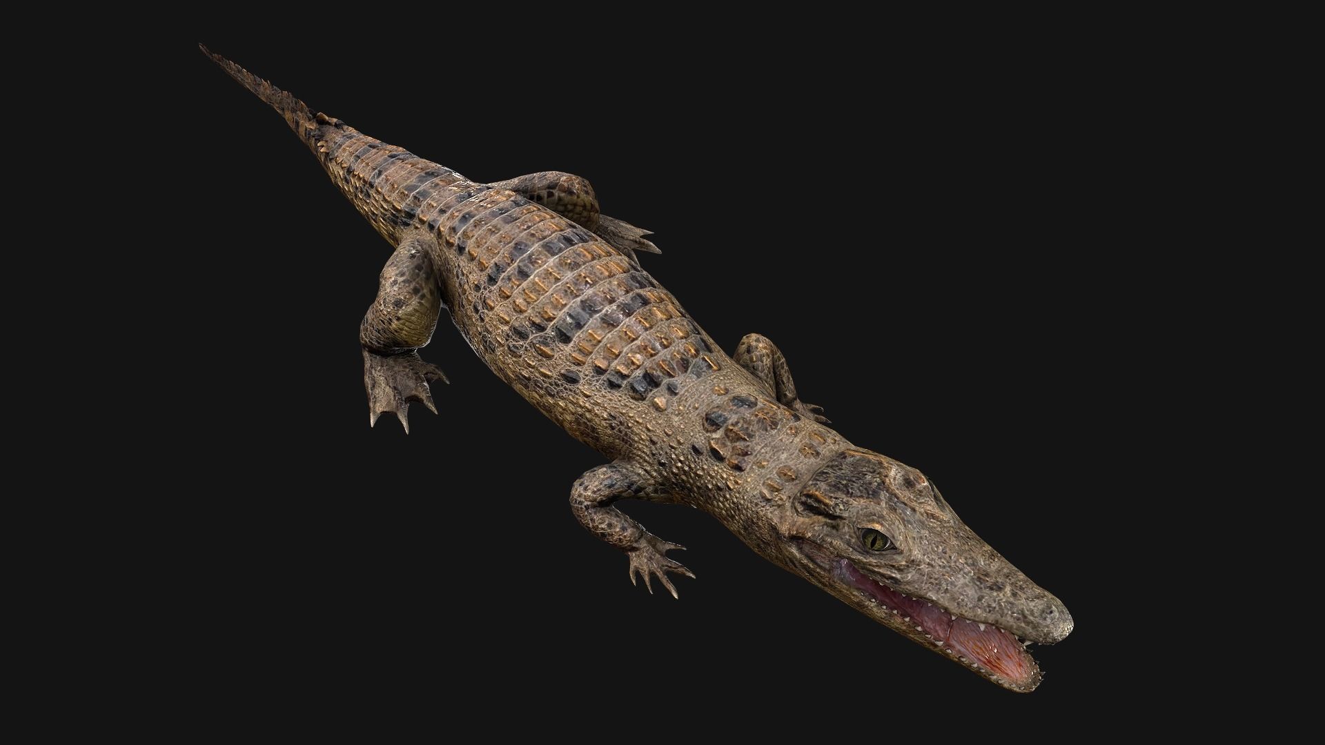 Reptile Crocodile Varan Iguana Low-poly 3D model_34