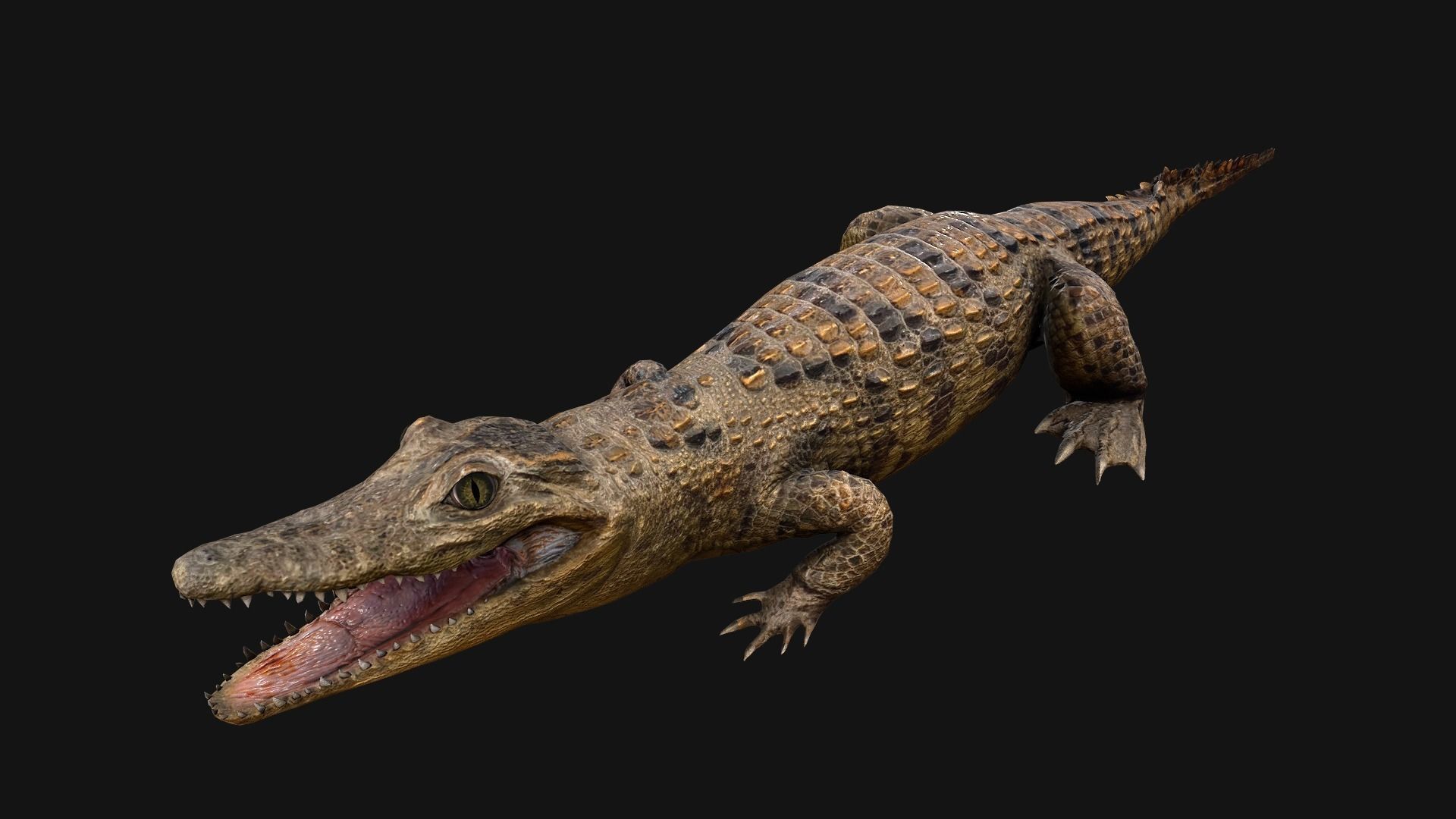 Reptile Crocodile Varan Iguana Low-poly 3D model_35