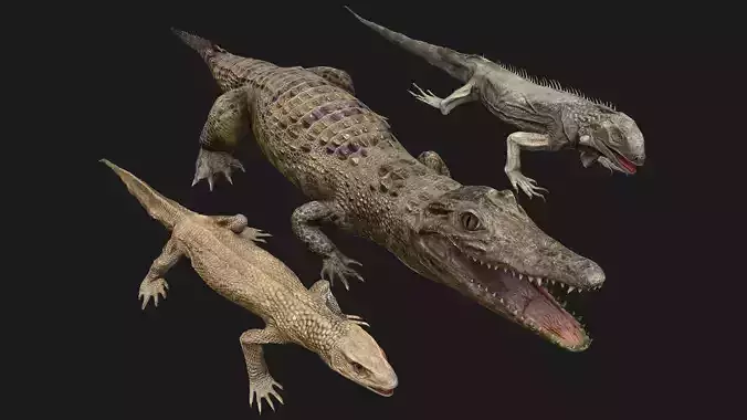 Reptile Crocodile Varan Iguana Low-poly 3D model