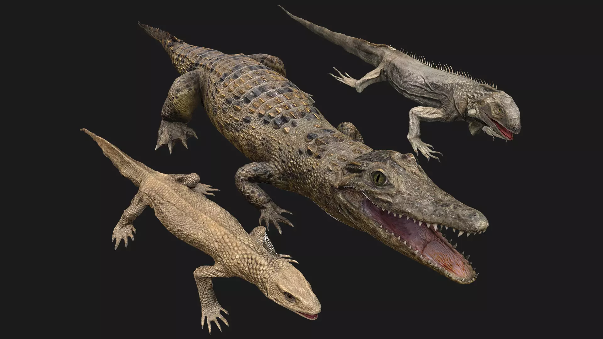 Reptile Crocodile Varan Iguana Low-poly 3D model_0