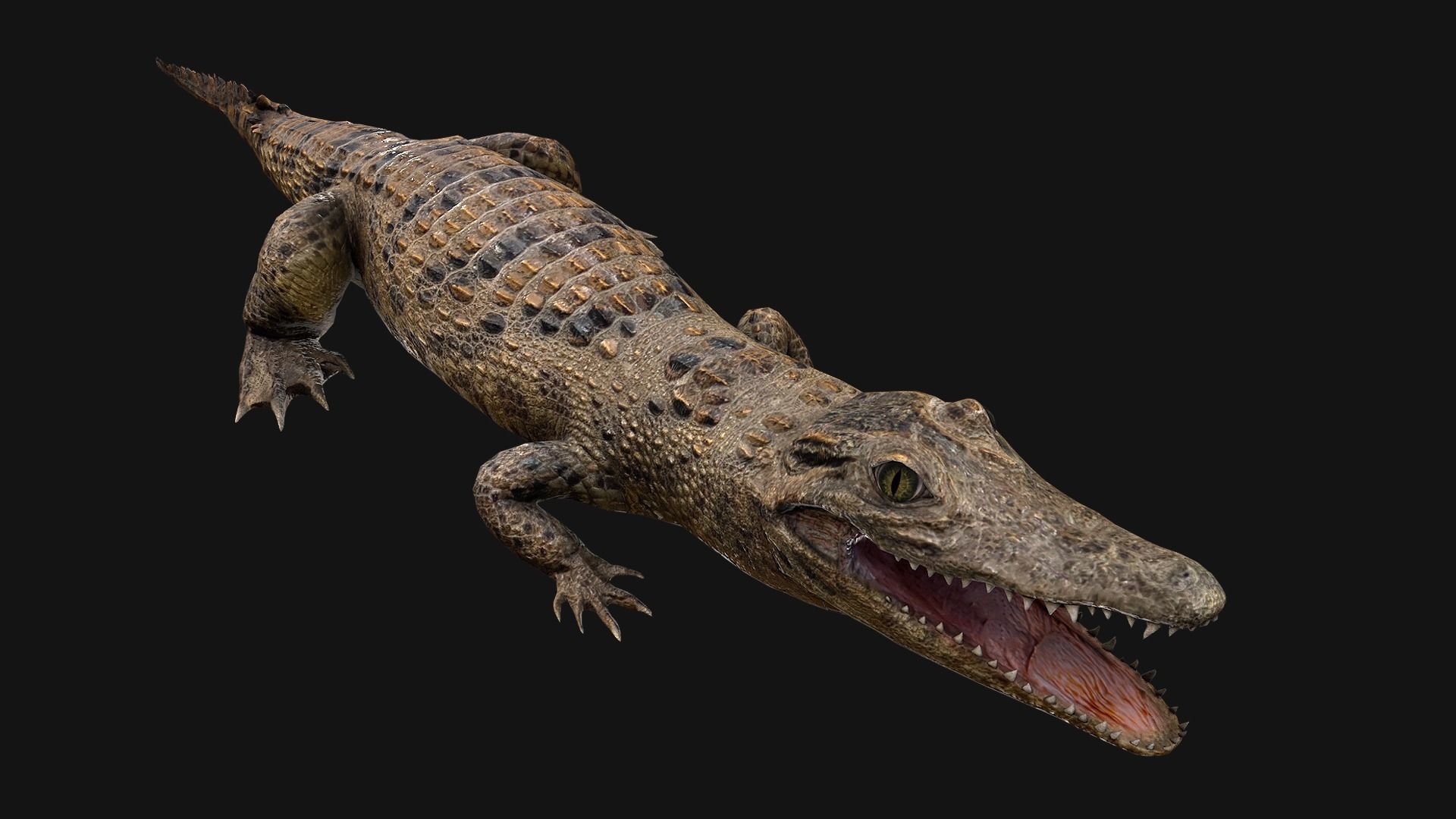 Reptile Crocodile Varan Iguana Low-poly 3D model_8