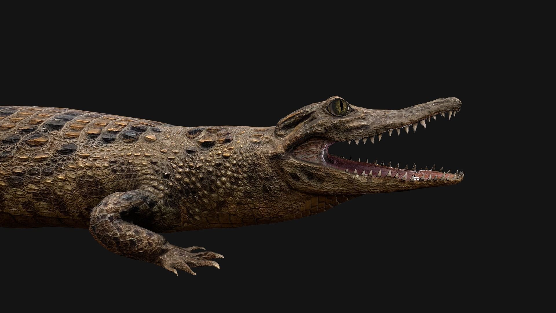Reptile Crocodile Varan Iguana Low-poly 3D model_32