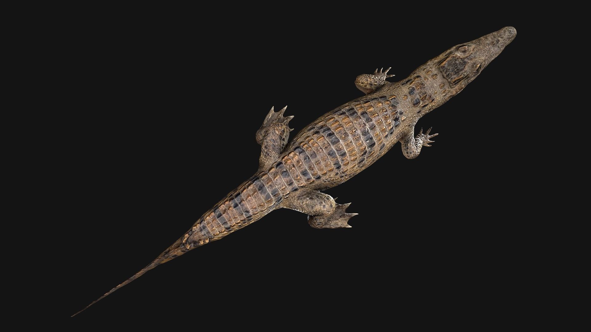 Reptile Crocodile Varan Iguana Low-poly 3D model_39