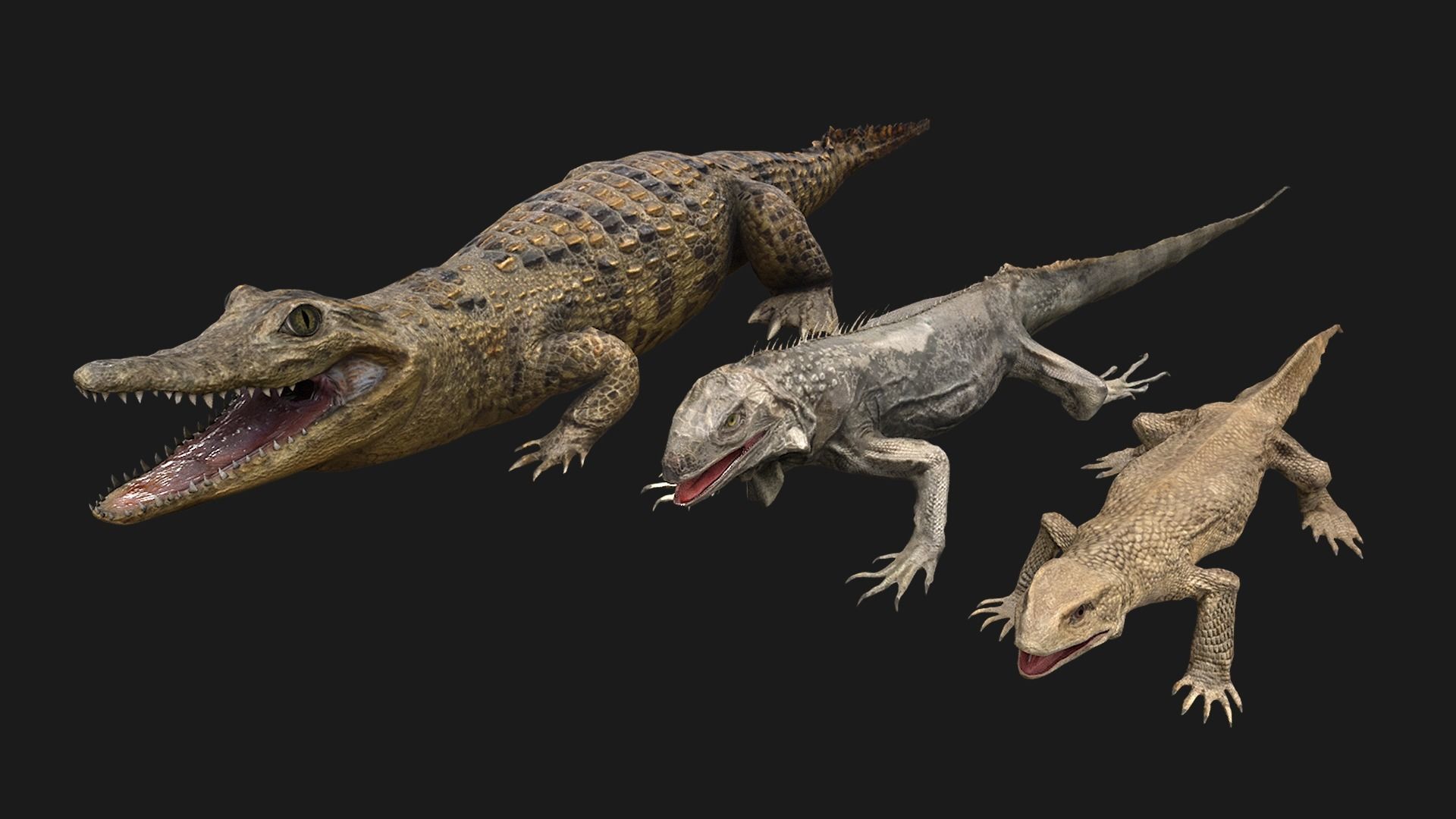 Reptile Crocodile Varan Iguana Low-poly 3D model_3