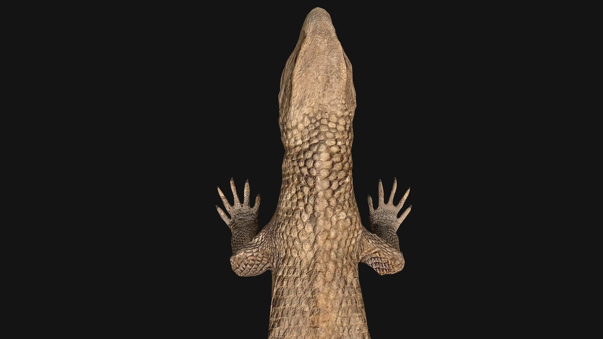 Reptile Crocodile Varan Iguana Low-poly 3D model_55