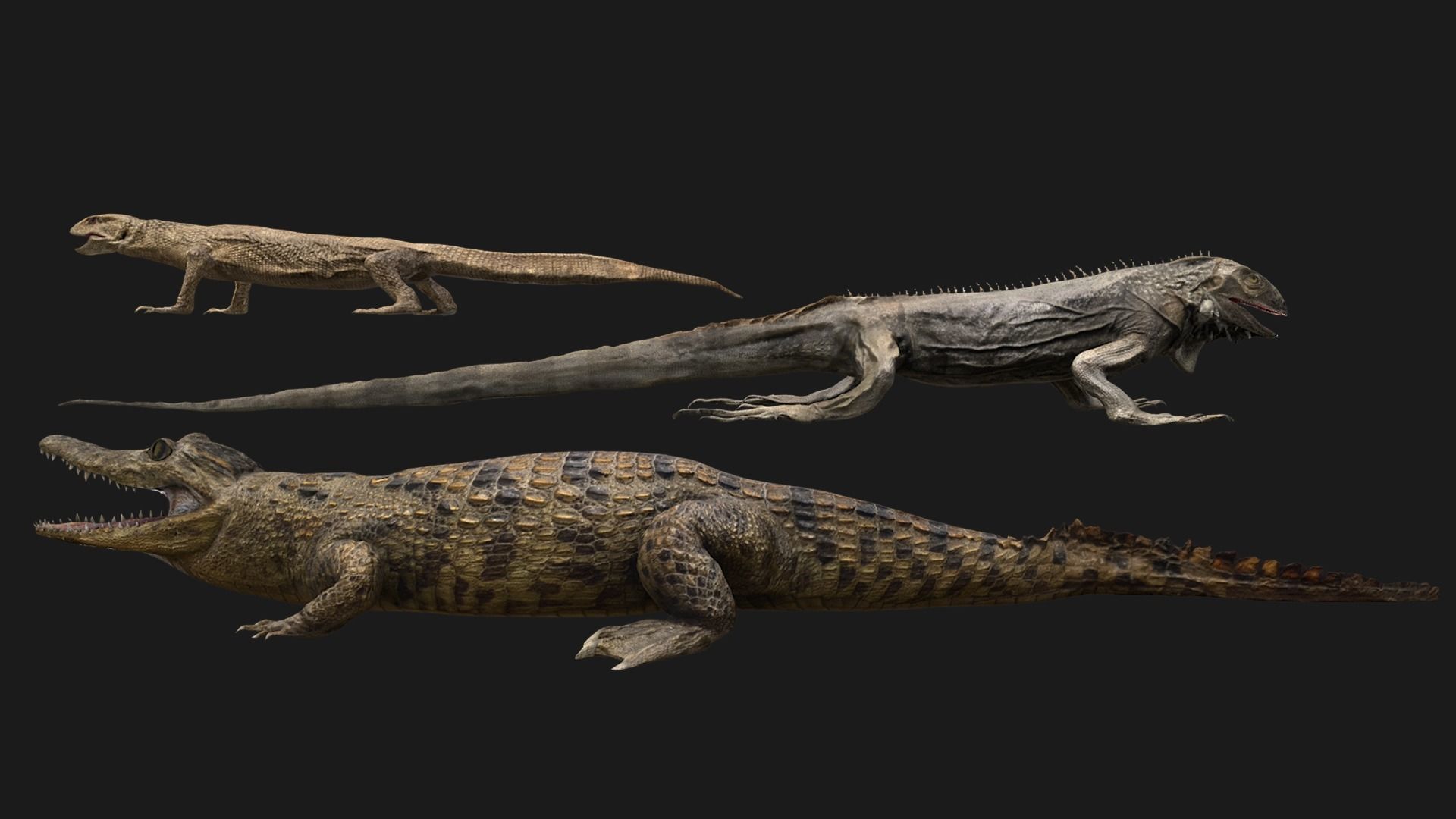 Reptile Crocodile Varan Iguana Low-poly 3D model_4
