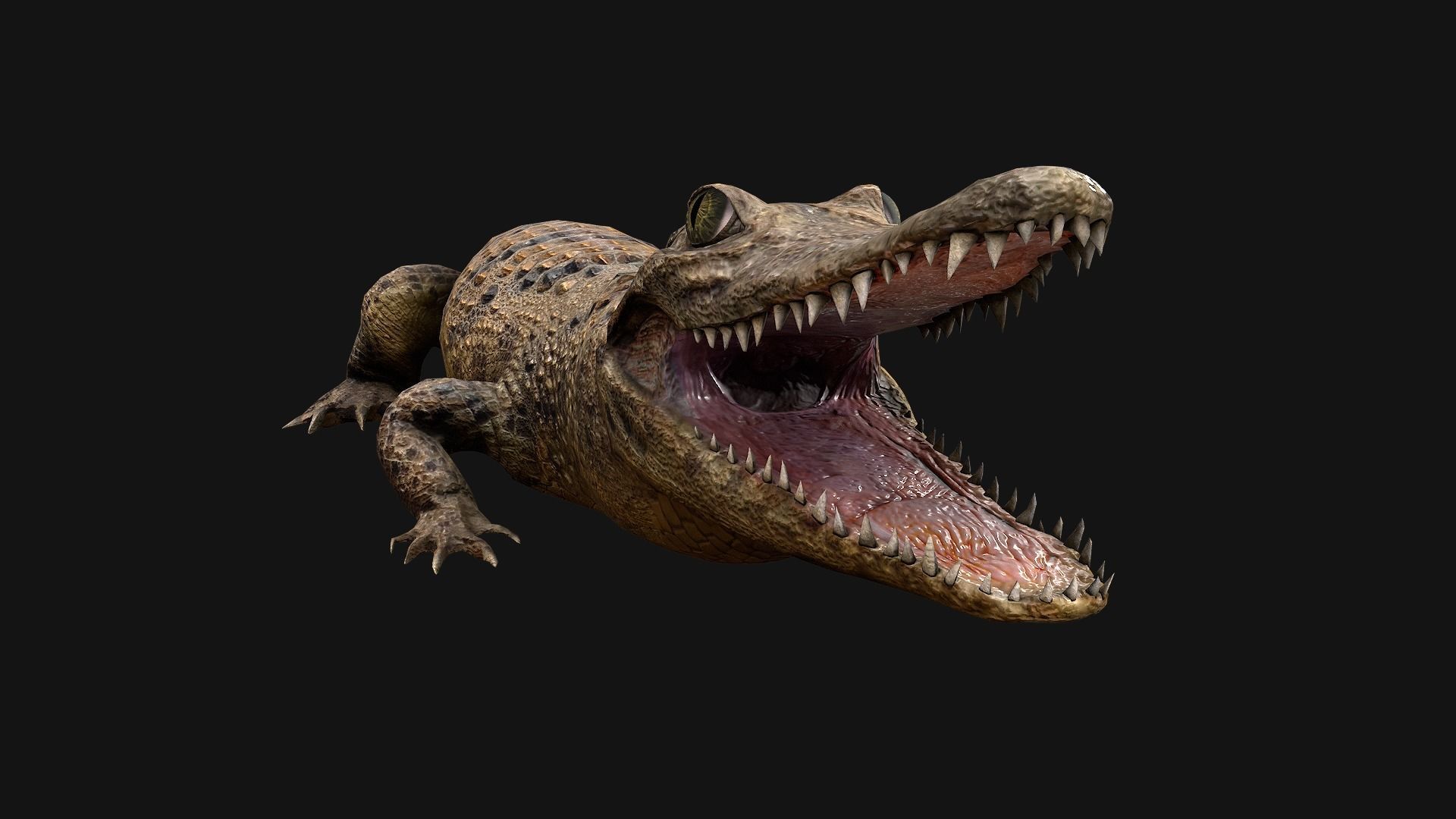 Reptile Crocodile Varan Iguana Low-poly 3D model_36