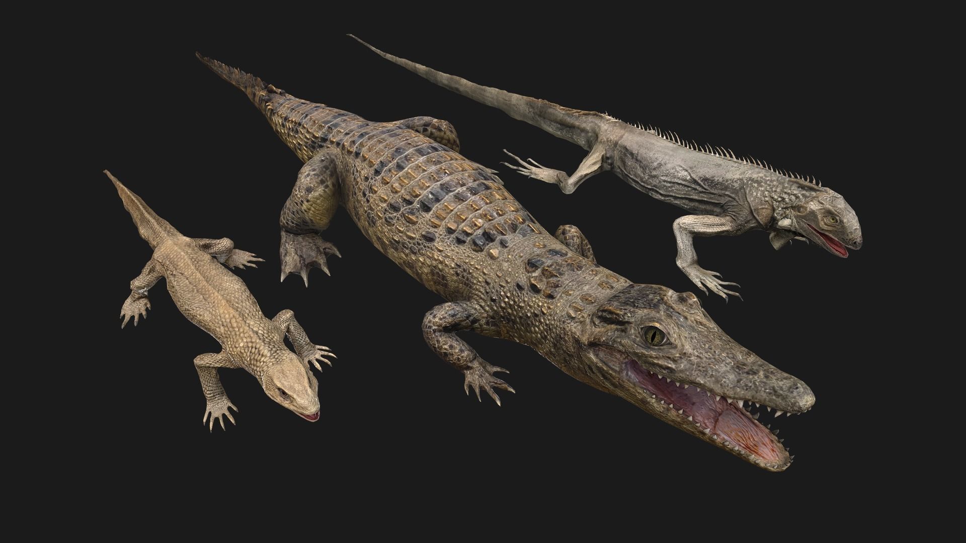 Reptile Crocodile Varan Iguana Low-poly 3D model_2