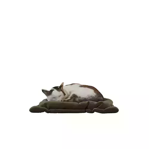 3D sleeping cat