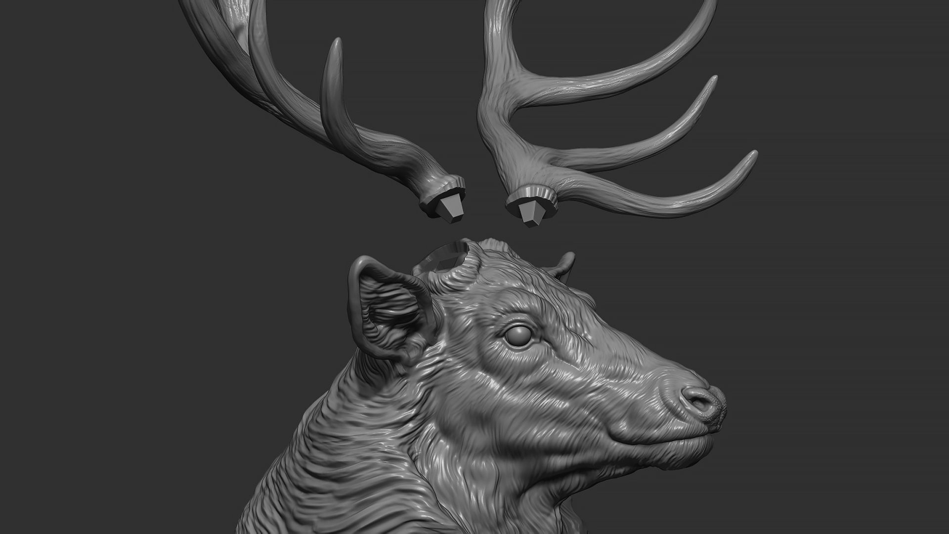 Red deer bust 3D print model_18
