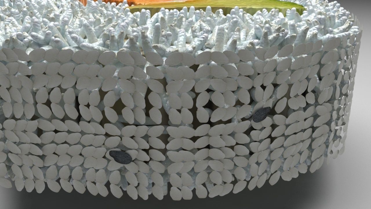 Sushi Roll With Sesame Seeds 3D model_5