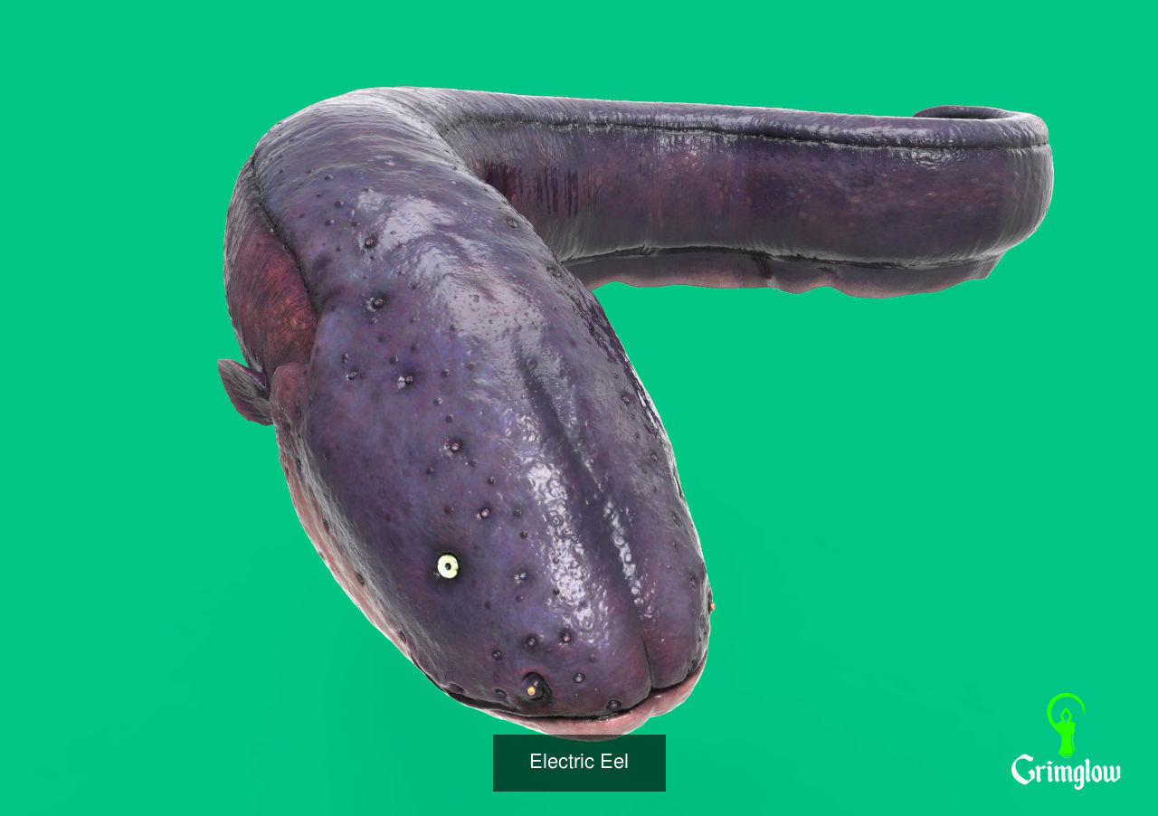 Amazon animals set 1 3D Model Collection_1