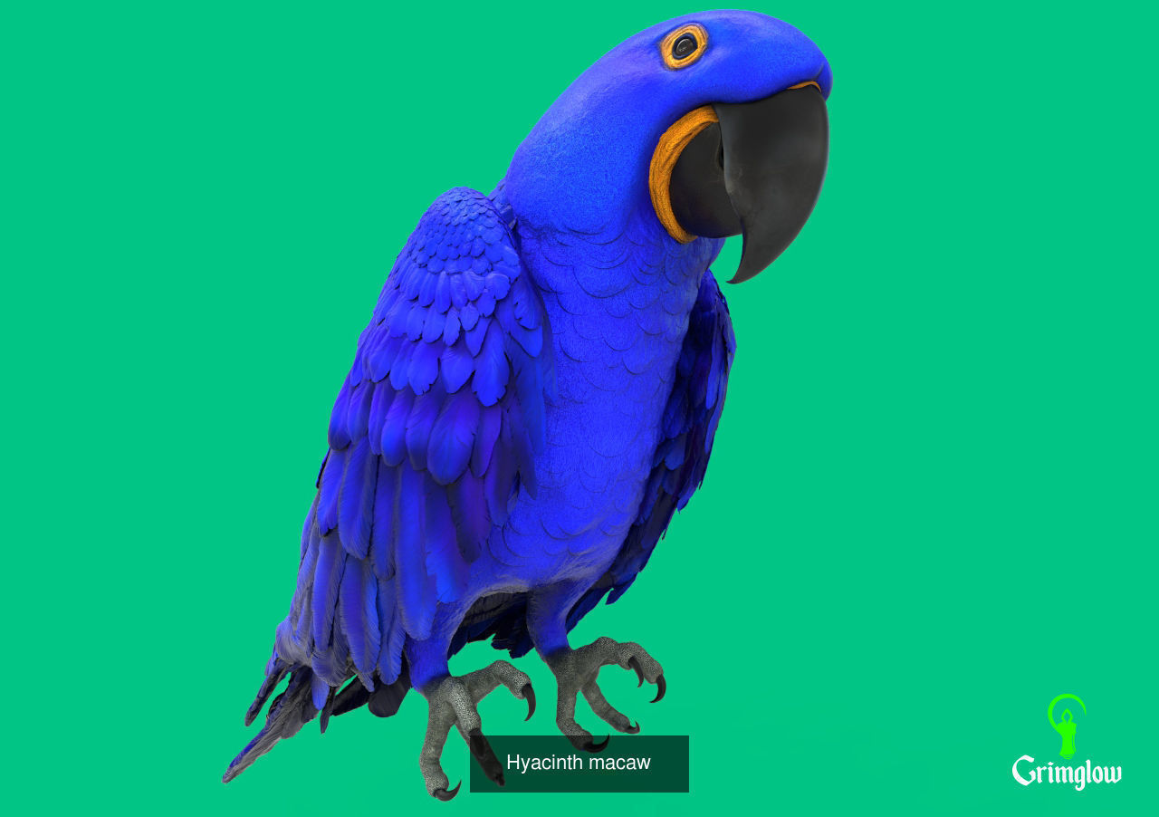 Amazon animals set 1 3D Model Collection_7