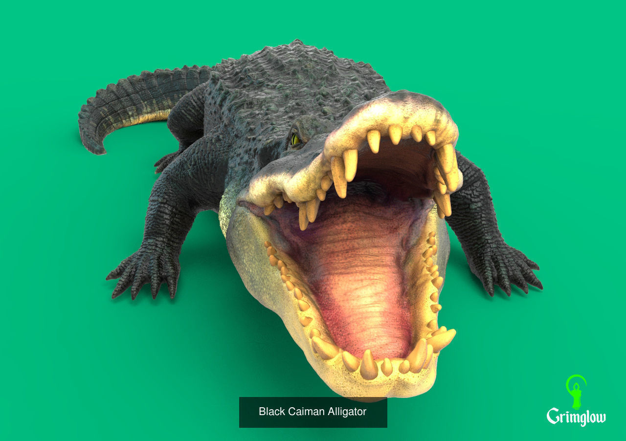 Amazon animals set 1 3D Model Collection_11