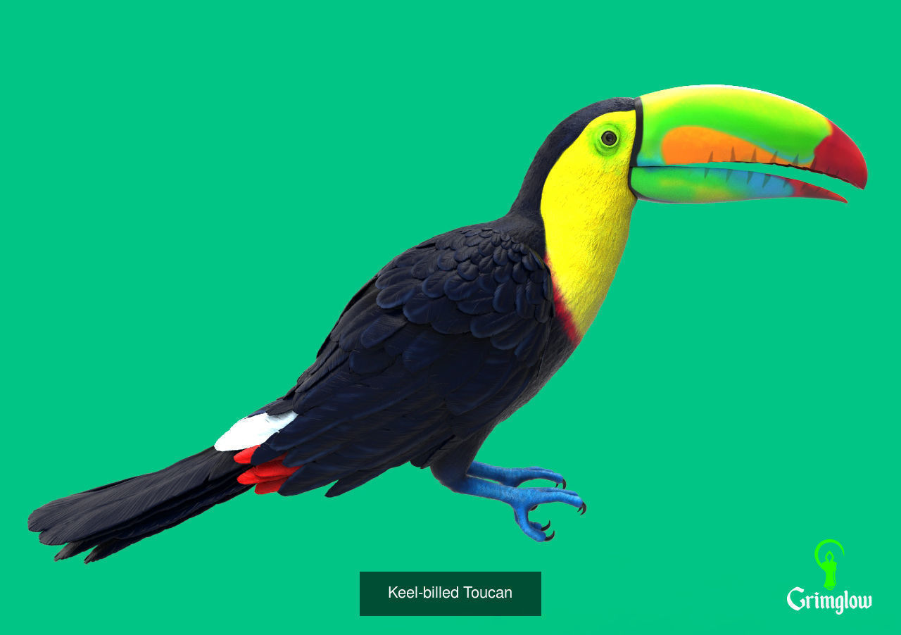 Amazon animals set 1 3D Model Collection_10