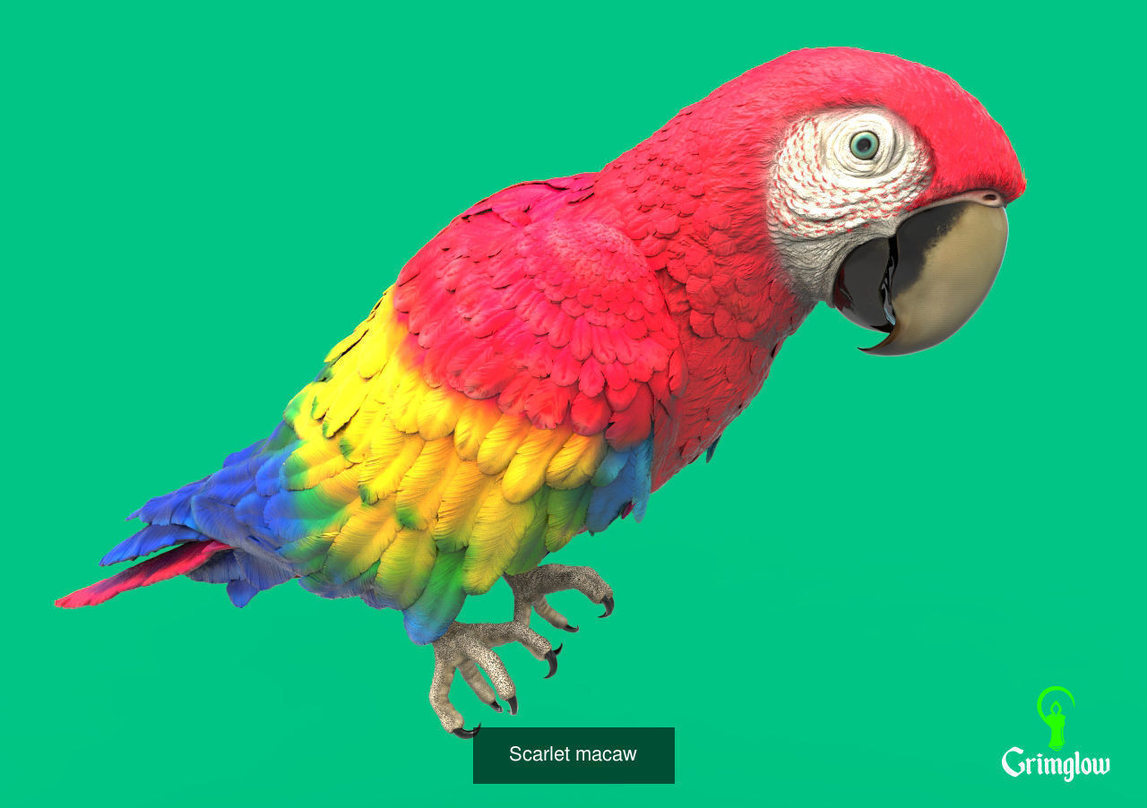 Amazon animals set 1 3D Model Collection_6