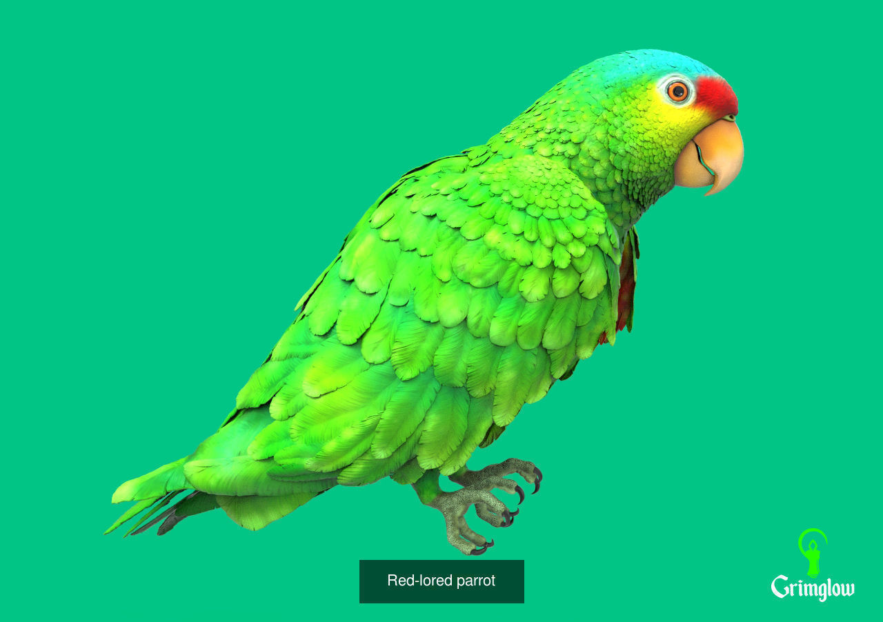 Amazon animals set 1 3D Model Collection_8