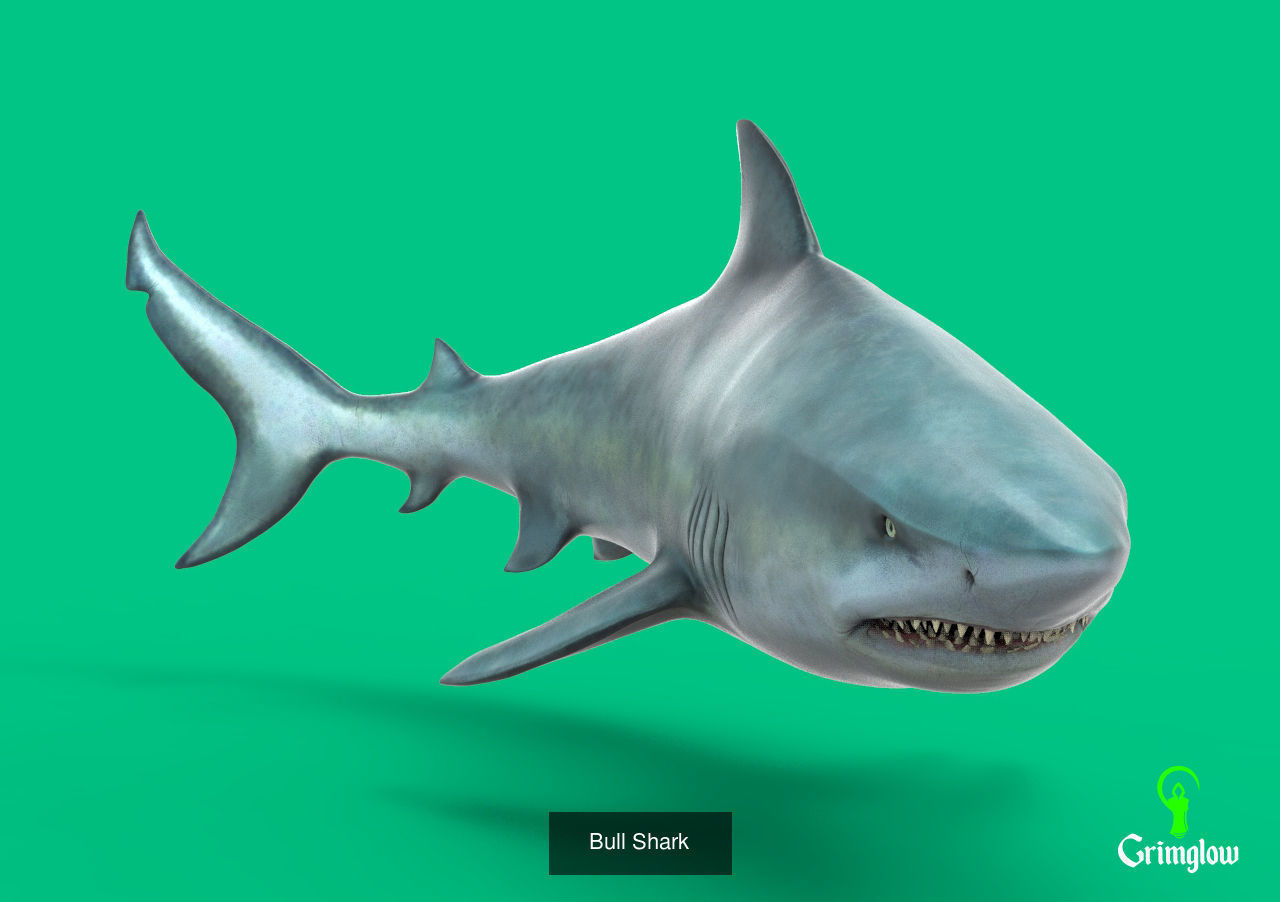 Amazon animals set 1 3D Model Collection_2