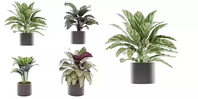 Calathea Collection - Blender model